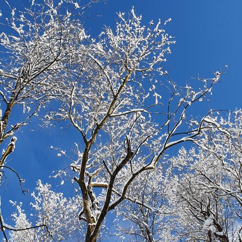  il bosco in veste invernale - © G.S. Marinelli, riproduzione vietata.