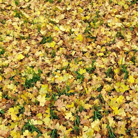  un tappeto di foglie - © G.S. Marinelli, riproduzione vietata.