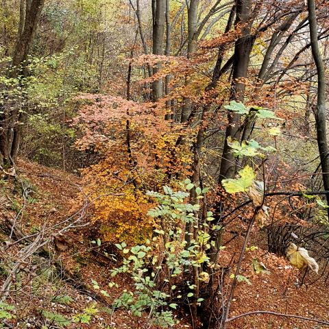  magia dell'autunno su Monte Rena - © G.S. Marinelli, riproduzione vietata.