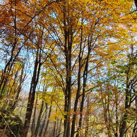  colori d'autunno su Monte Rena - © G.S. Marinelli, riproduzione vietata.