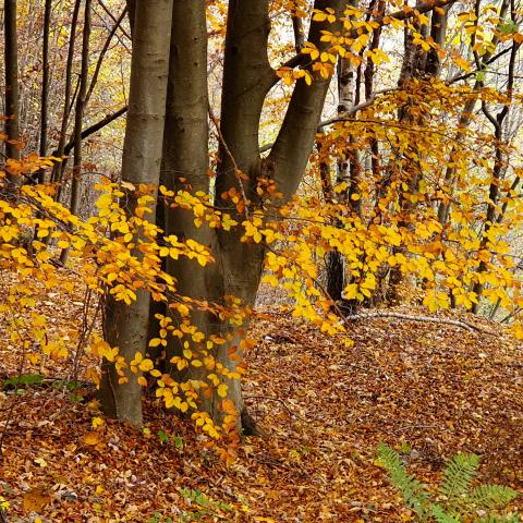  magici colori d'autunno - © G.S. Marinelli, riproduzione vietata.