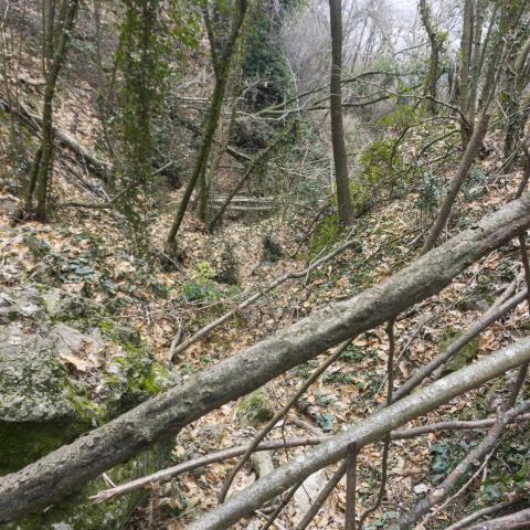 Foto nr. 5 ma intasata da tronchi e rami nel tratto a valle del sentiero - © G.S. Marinelli, riproduzione vietata.