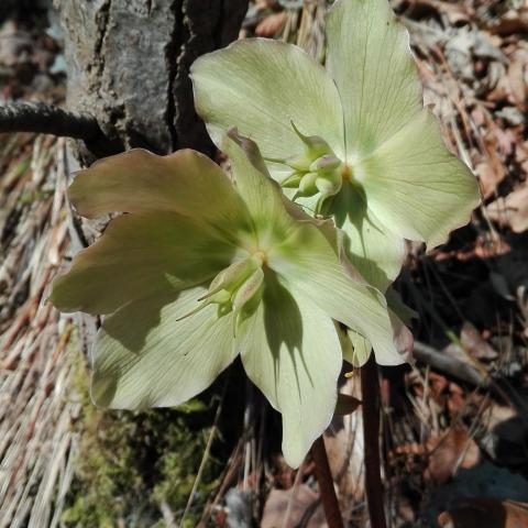 Foto nr. 9 helloborus virdis (Elleboro verde) Ranuncolaceae - © G.S. Marinelli, riproduzione vietata.