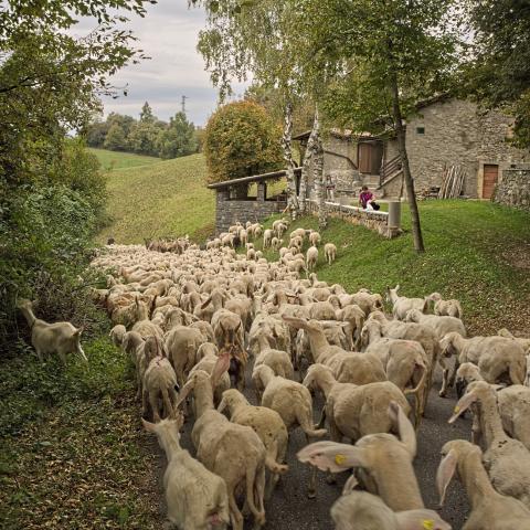  - &copy; G.S. Marinelli, riproduzione vietata.