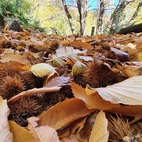 il bosco in autunno: un tappeto di foglie, ricci di castagne e ghiande