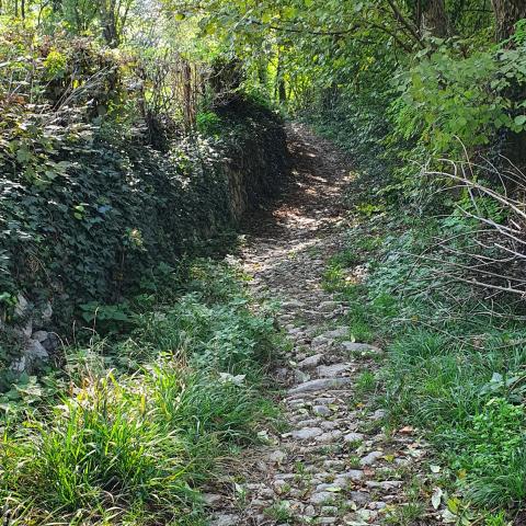 alla nostra destra si innesta un ripido sentiero che sale dal Parco Martinelli di Comenduno.