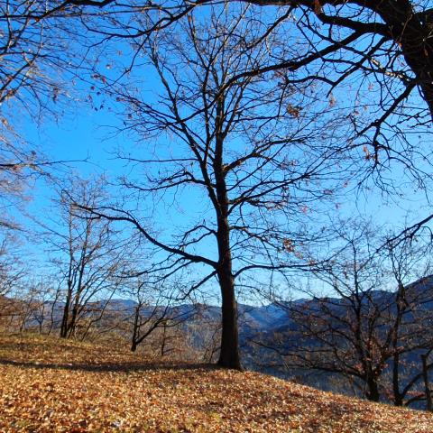  bosco e pascolo nei pressi della località Ol Coren - © G.S. Marinelli, riproduzione vietata.