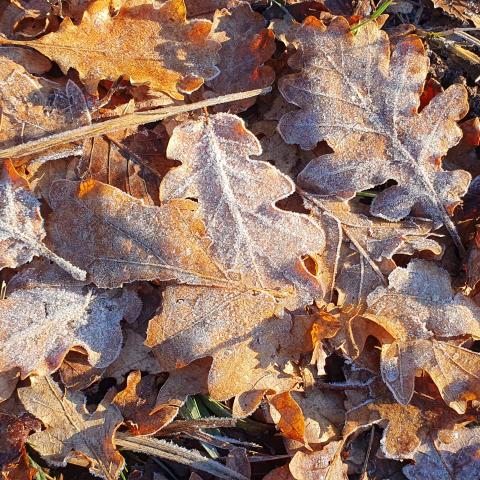 foglie di quercia in veste invernale