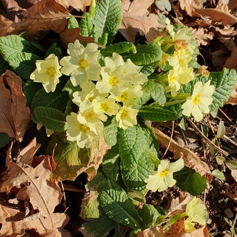  Le primule annunciano l'arrivo della primavera - © G.S. Marinelli, riproduzione vietata.