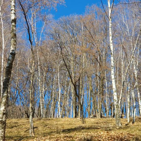  Bosco di betulle - © G.S. Marinelli, riproduzione vietata.