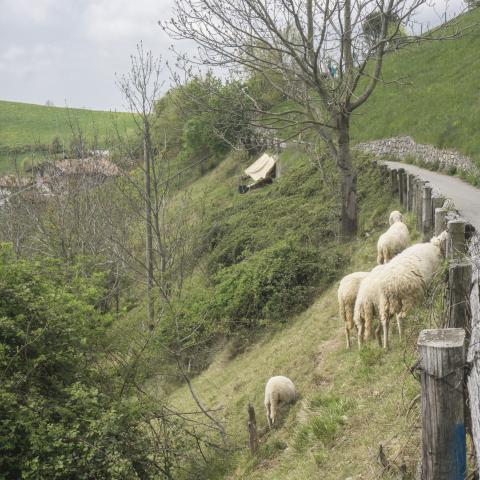  pecore a Ganda - © G.S. Marinelli, riproduzione vietata.