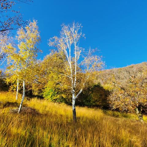  Betulle in veste autunnale - © G.S. Marinelli, riproduzione vietata.