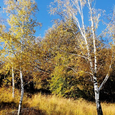  Betulle in autunno - © G.S. Marinelli, riproduzione vietata.