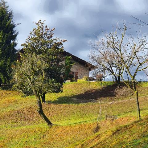  i colori nel tardo autunno, quasi inverno - © G.S. Marinelli, riproduzione vietata.