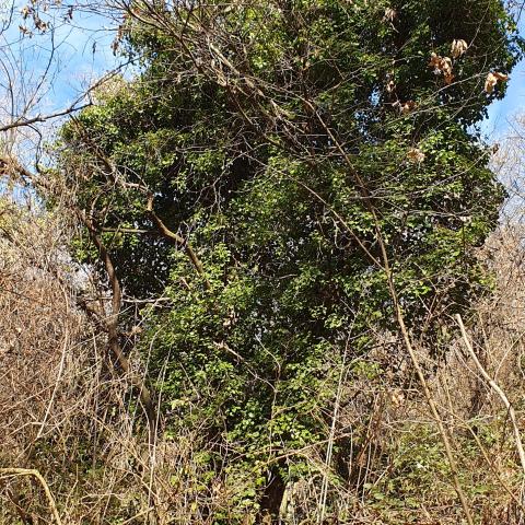 Foto nr. 3 esempio di edera che soffoca le piante - © G.S. Marinelli, riproduzione vietata.