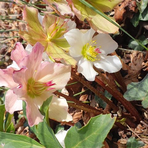 Elleborus Niger, dai bei fiori rosa e bianchi