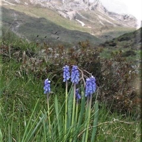   - &copy; G.S. Marinelli, riproduzione vietata.