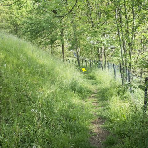 Foto nr. 2 Procediamo su un tratto di sentiero erboso pianeggiante - © G.S. Marinelli, riproduzione vietata.