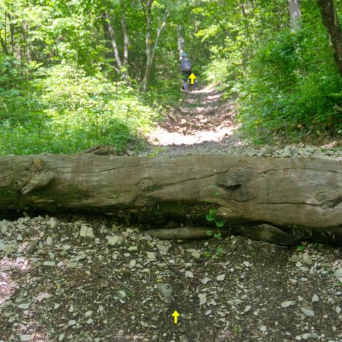 Foto nr. 13 superiamo un tronco messo di traverso per contenere lo slavamento del sentiero - © G.S. Marinelli, riproduzione vietata.
