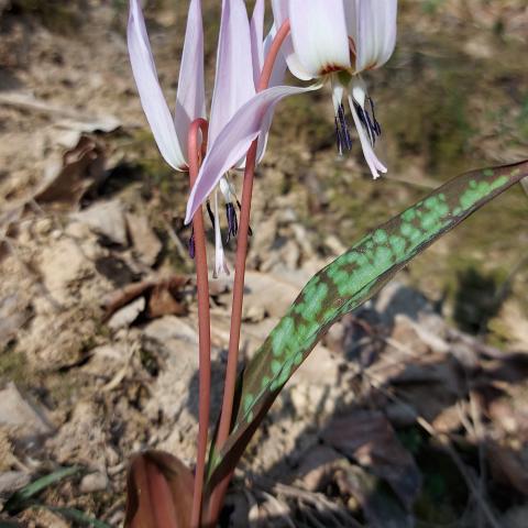 Foto nr. 5 Erythronium dens-canis (Dente di cane) Lilliaceae_no rotation - © G.S. Marinelli, riproduzione vietata.
