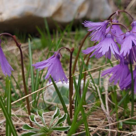 "Soldanella"  - &copy; G.S. Marinelli, riproduzione vietata.