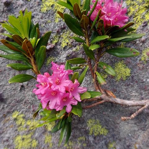 Rododendri tardivi  - &copy; G.S. Marinelli, riproduzione vietata.