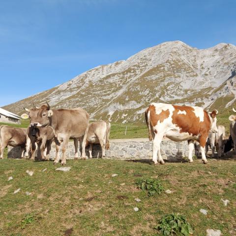   - &copy; G.S. Marinelli, riproduzione vietata.