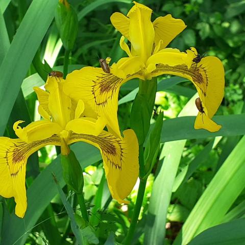 Iris giallo  - © G.S. Marinelli, riproduzione vietata.