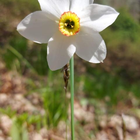 Narcisus poeticus (Narciso comune) famiglia Amarillydaceae 