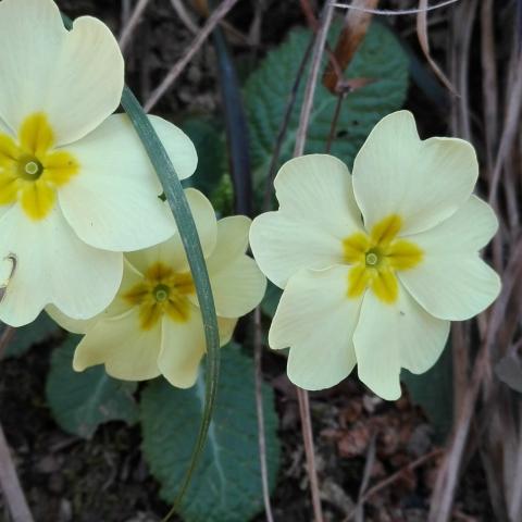 Foto nr. 13 Primula vulgaris (primula comune) primulaceae - © G.S. Marinelli, riproduzione vietata.