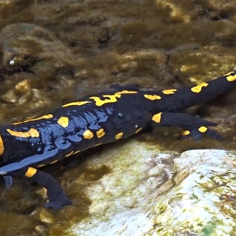 Salamandra pezzata - Salamandra Salamadra