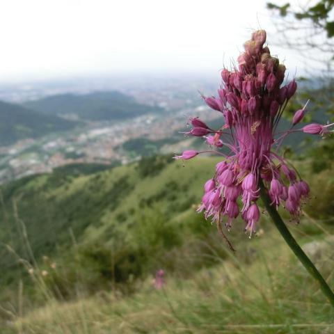   - &copy; G.S. Marinelli, riproduzione vietata.