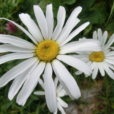   - &copy; G.S. Marinelli, riproduzione vietata.