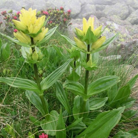   - &copy; G.S. Marinelli, riproduzione vietata.