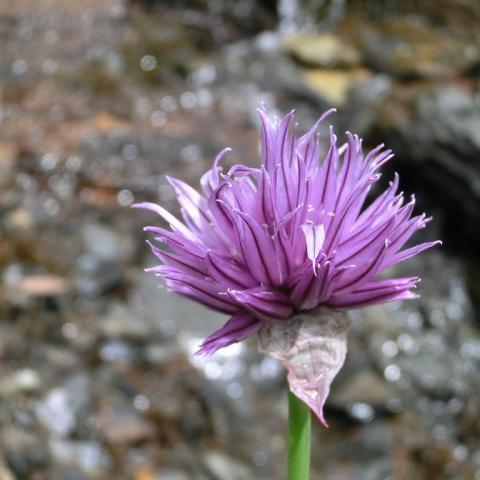   - &copy; G.S. Marinelli, riproduzione vietata.